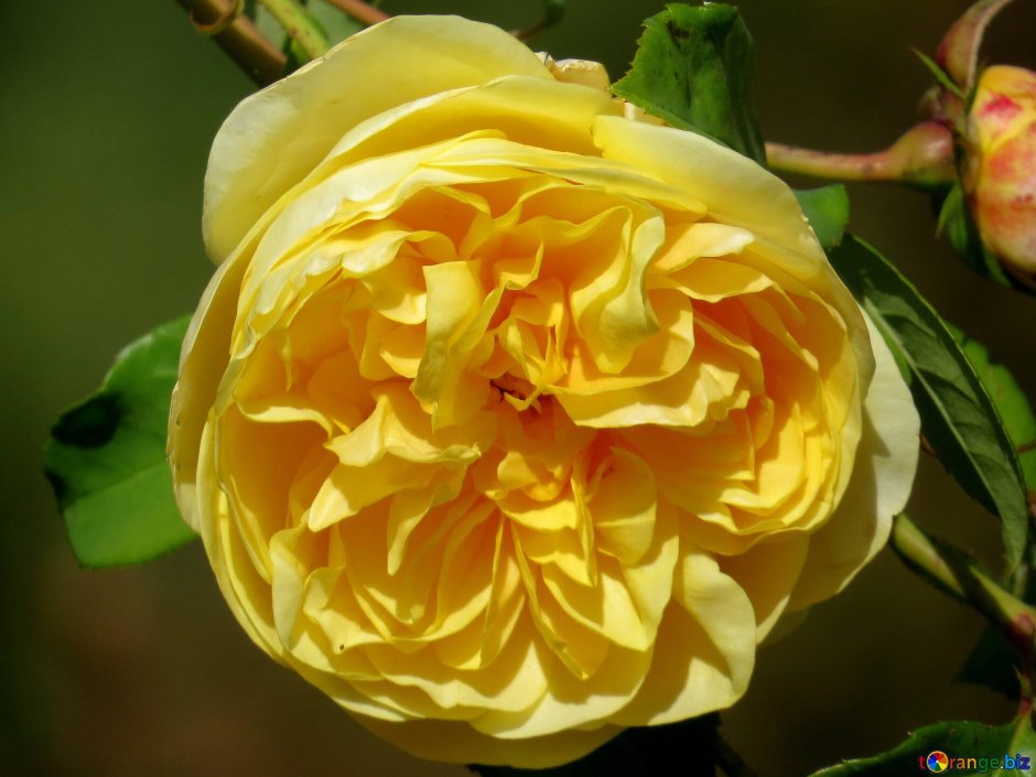 Капуцинская роза