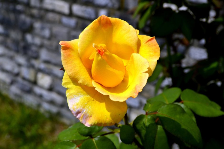 Дарси роза желтая