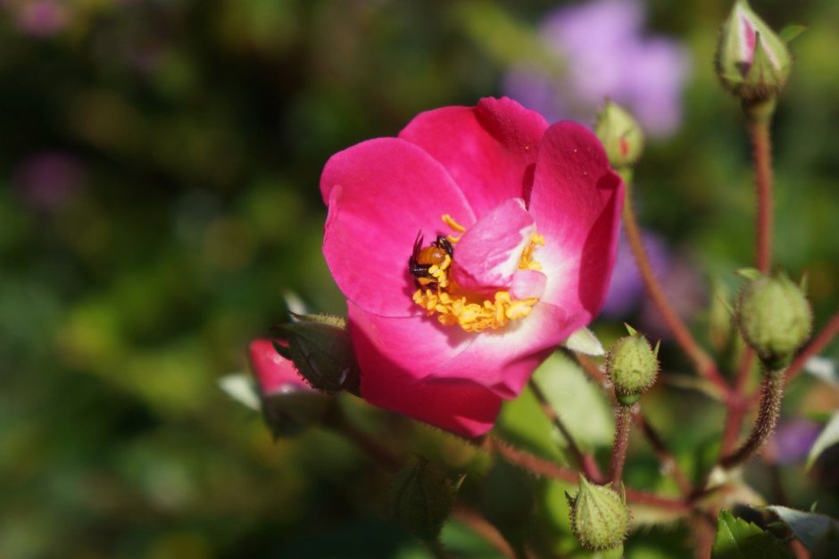 Роза флорибунда Йеллоу саммер