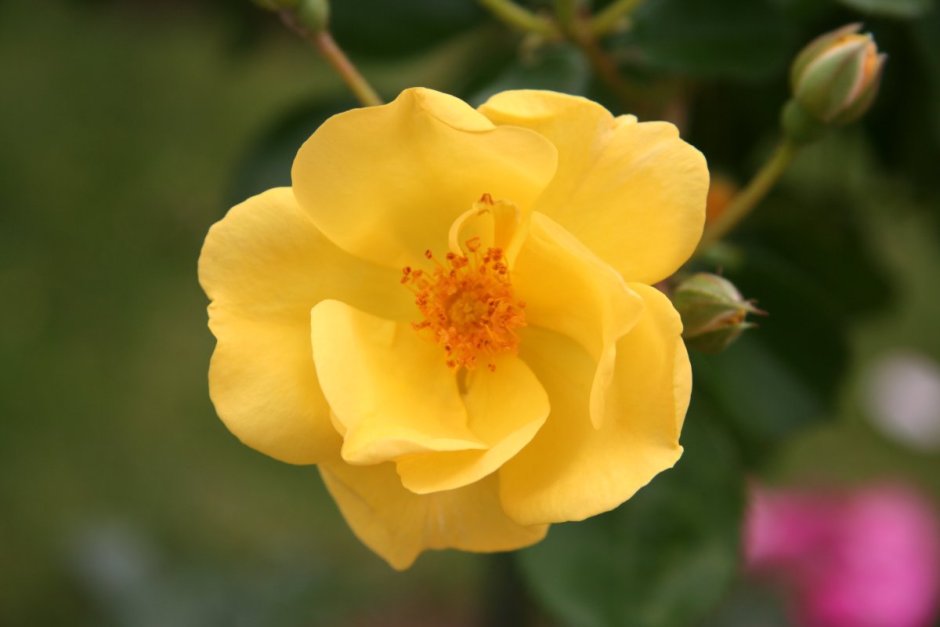 Роза Шиповниковая желтая