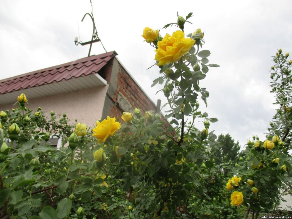 Вулканчика летний цветение желтые розы