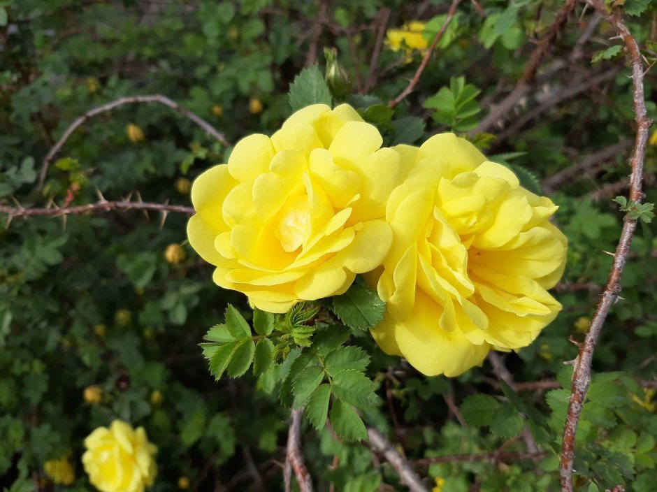 Кусты мелких желтых роз