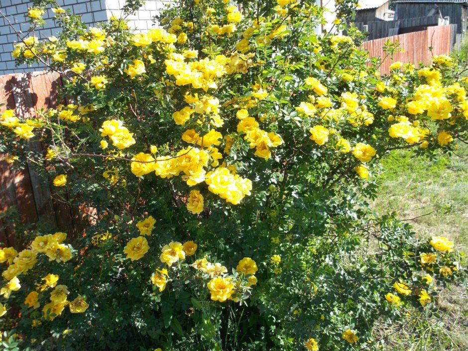 Желтая роза с волнистыми лепестками