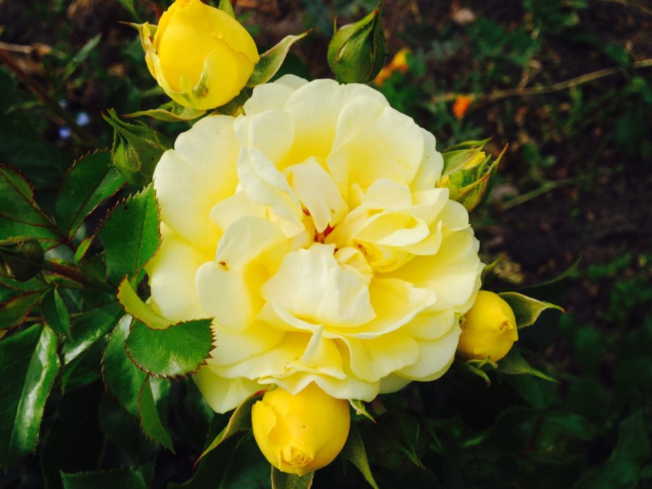 Шиповник Капуцинская роза