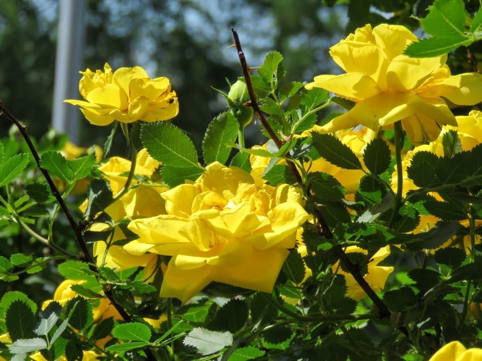 Желтый шиповник Капуцинская роза бутоны