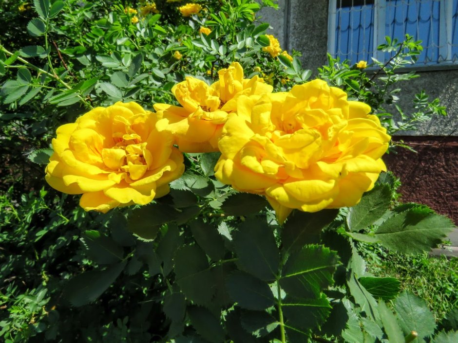 Желтый шиповник Капуцинская роза