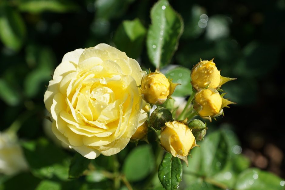 Парковая роза Еллоу