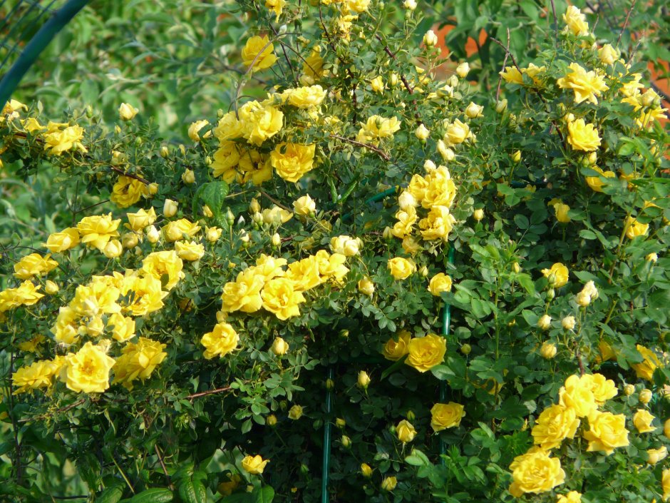 Yellow robusta роза