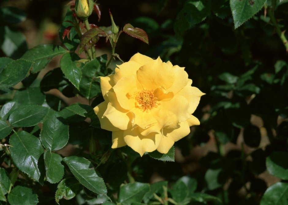 Роза Шиповниковая желтая