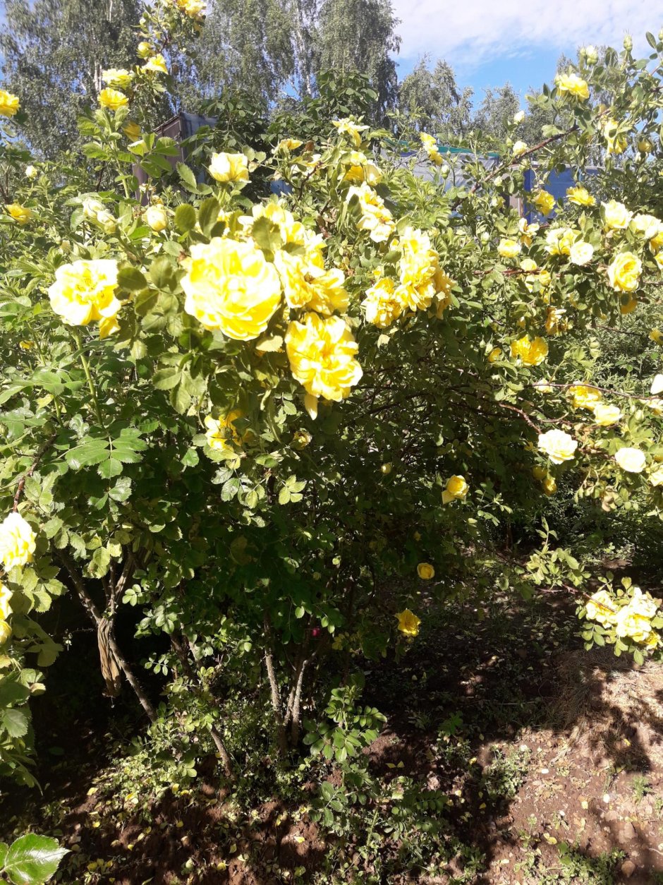 Желтый шиповник капуцинская роза