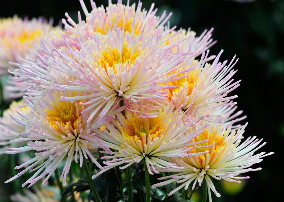 Мелкоцветковая игольчатая Хризантема