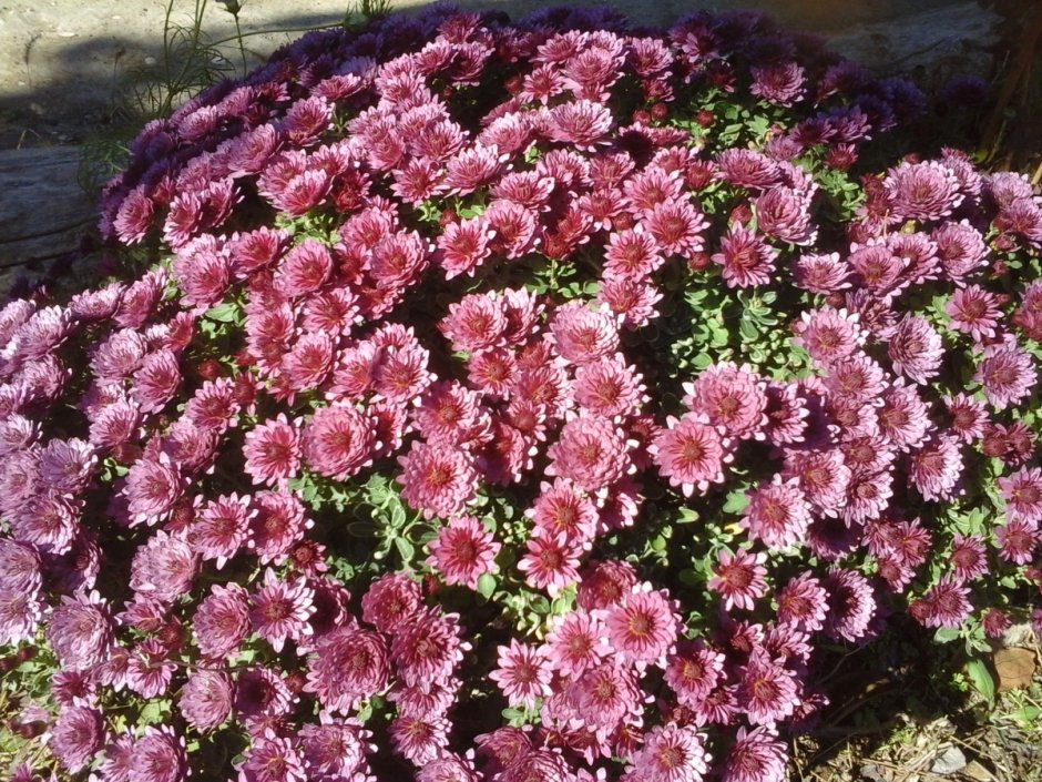 Хризантема Садовая крупноцветковая