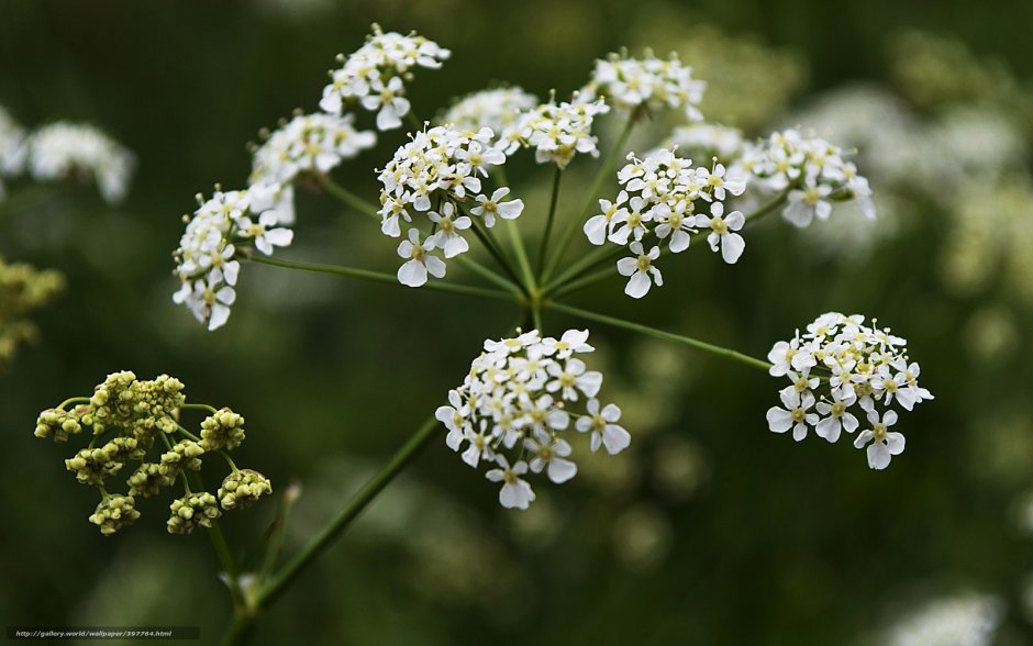 Клевер белый Trifolium repens