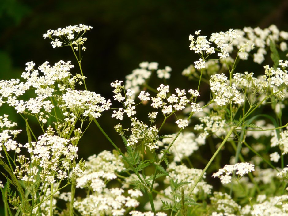 Тысячелистник (Achillea millefolium)