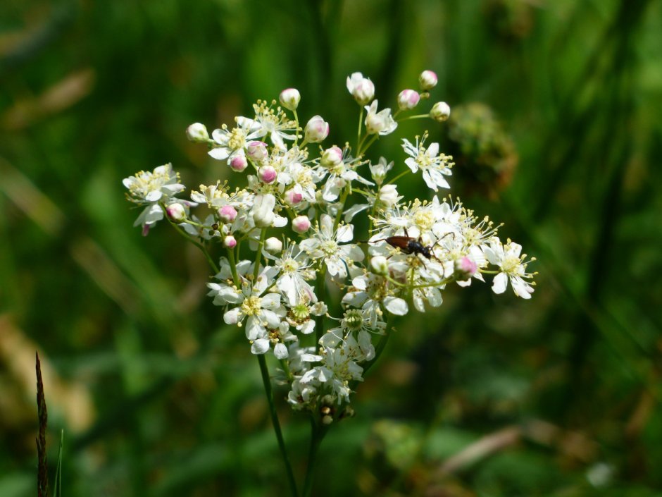 Ахиллея (тысячелистник) millefolium