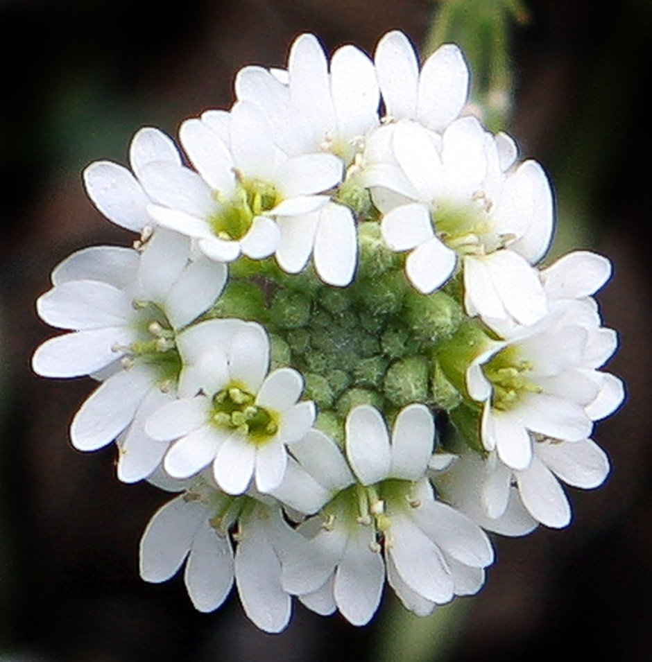 Редкий белый полевой цветок