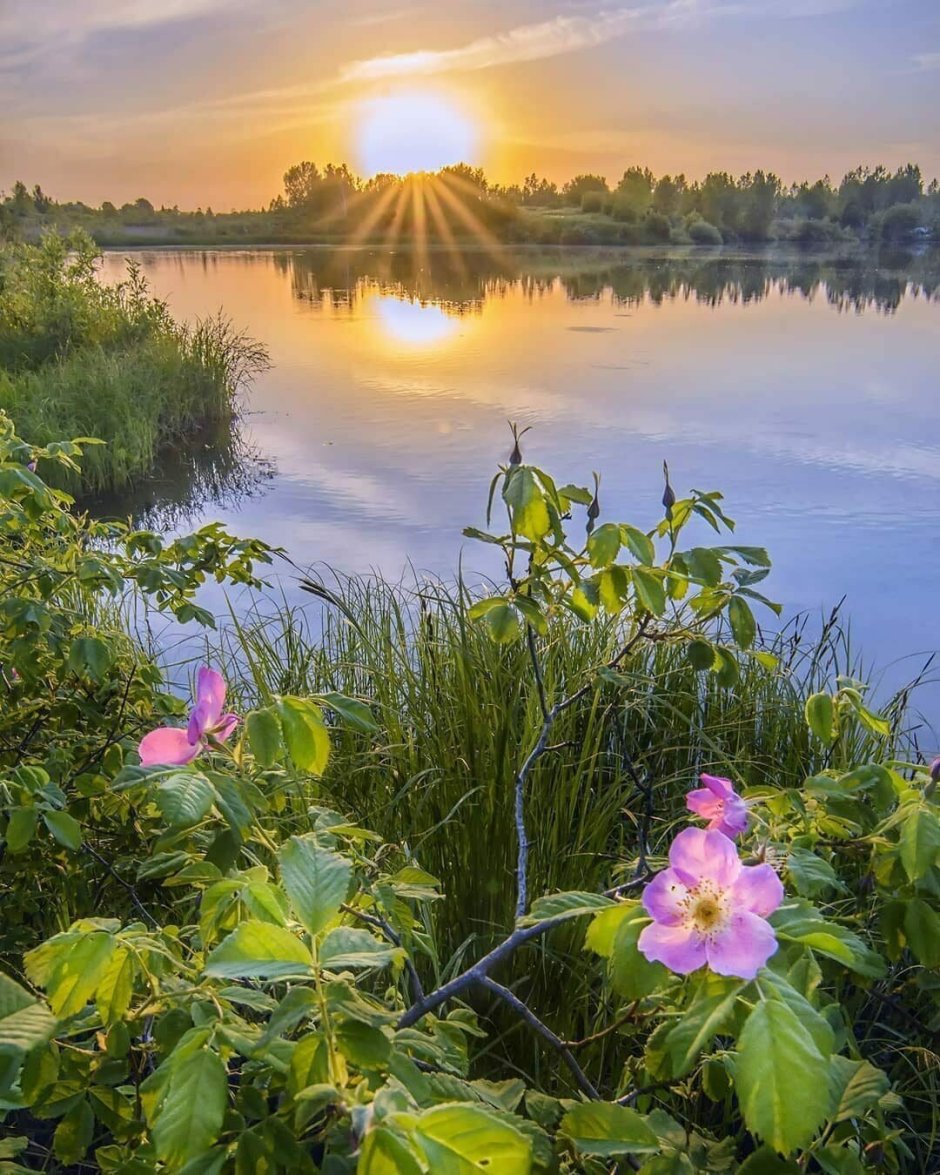 Цветы река солнце