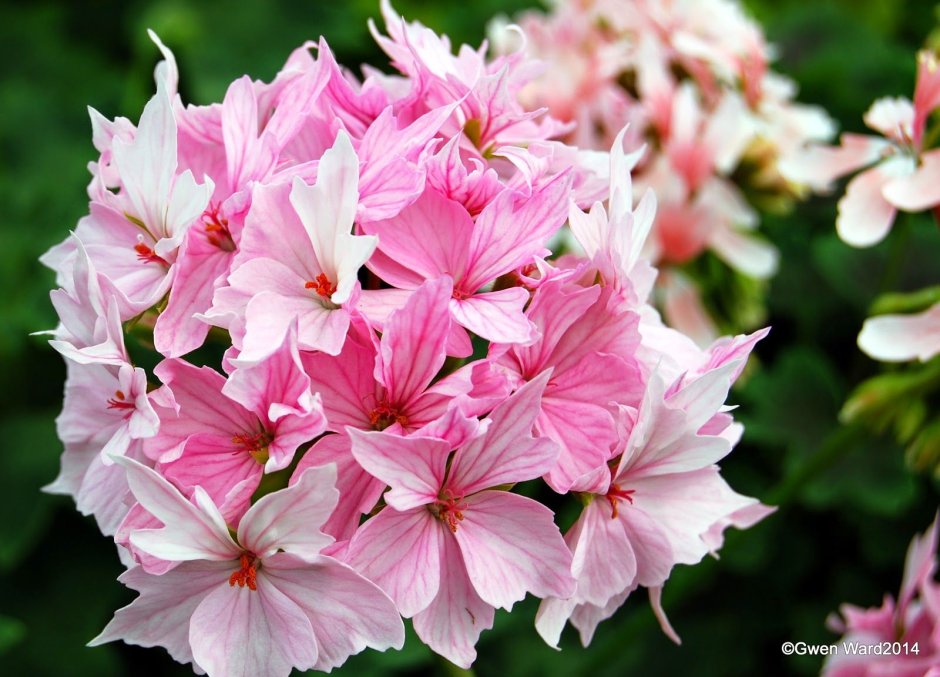 Pelargonium Roseum