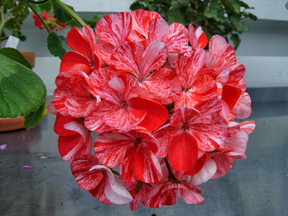 Pelargonium oblongatum