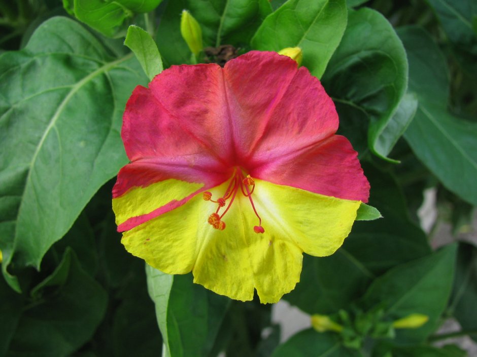 Mirabilis Jalapa пестролистность