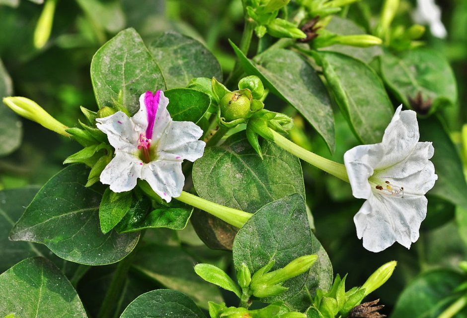 Nyctaginaceae Mirabilis