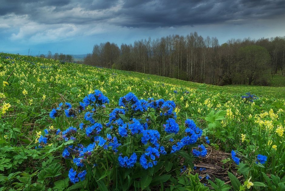 Журавинка Лесные цветы