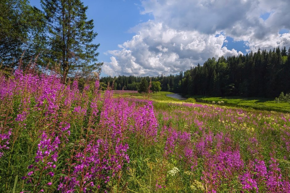 Луга Костромской области