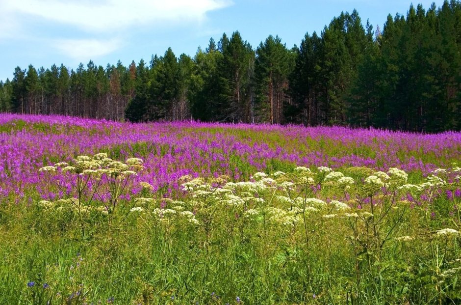 Полянка медуницы