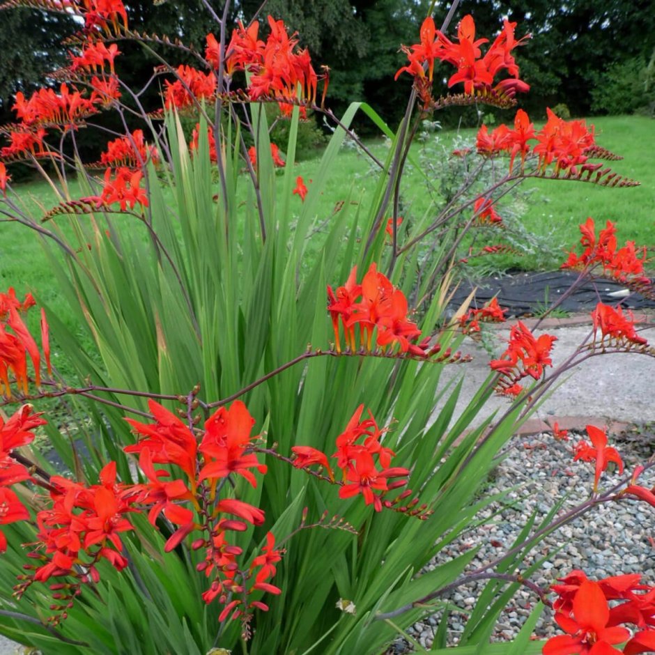 Крокосмия (Crocosmia) Люцифер