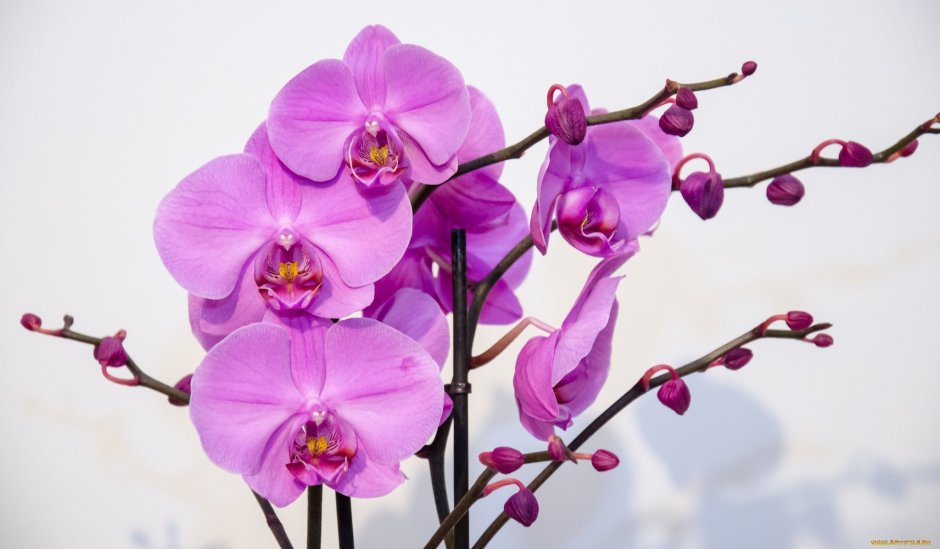 Орхидея Phalaenopsis Manila