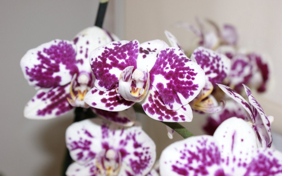 Орхидея каталина