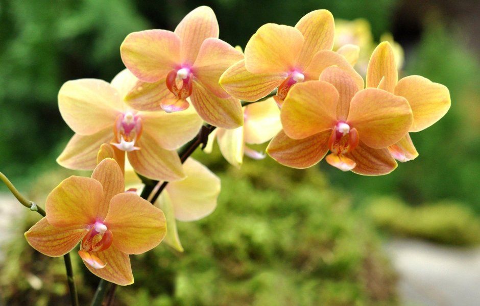 Орхидея Phalaenopsis Piacenza