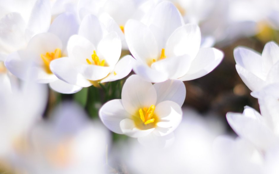 Крокус цветок белый
