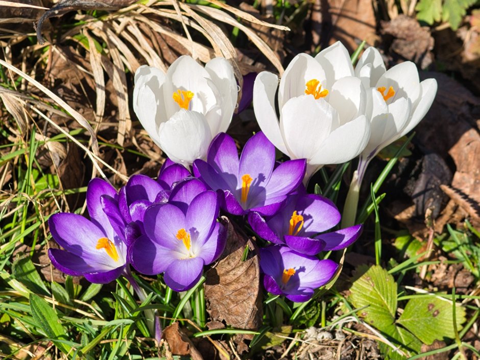 White Crocus