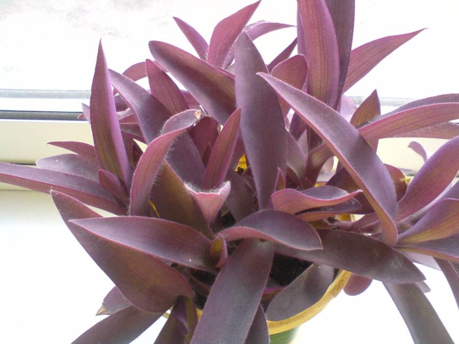 Цветок сеткреазия пурпурная
