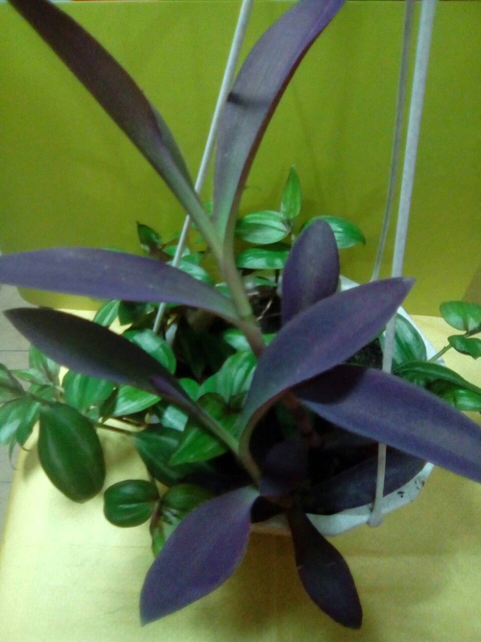 Сеткреазия пурпурная вариегатная