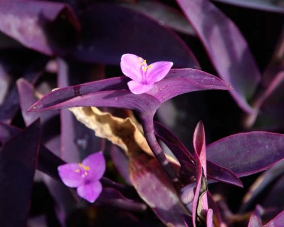 Сеткреазия пурпурная в саду