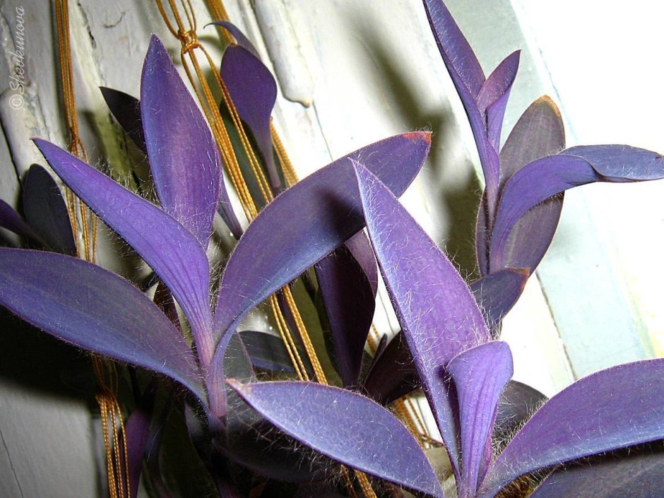 Традесканция сеткреазия пурпурная Setcreasea purpurea
