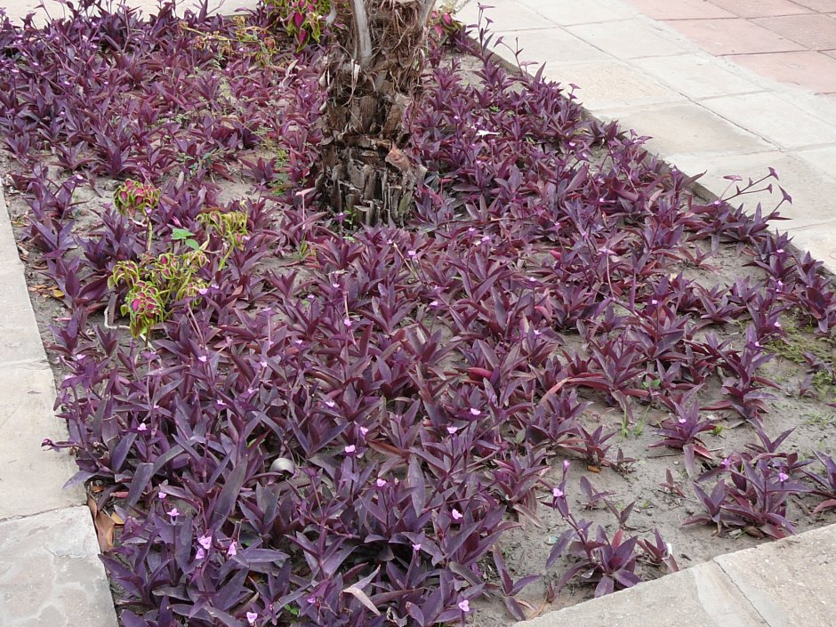 Сеткреазия пурпурная Вариегата