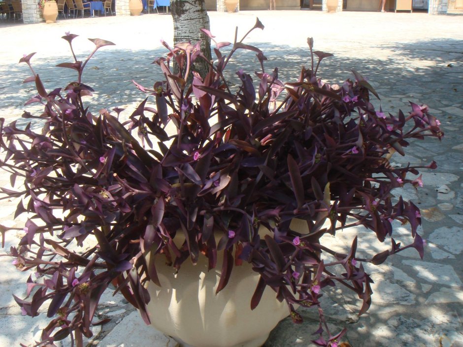 Сеткреазия пурпурная Setcreasea purpurea