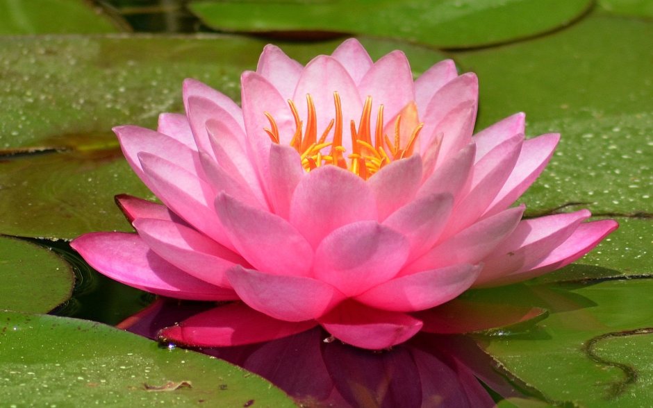Nymphaea Lotus кувшинка