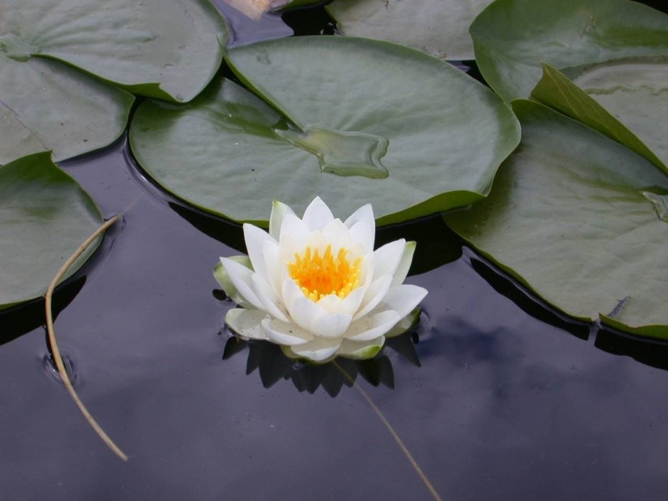 Белый Лотос Nymphaea Lotus