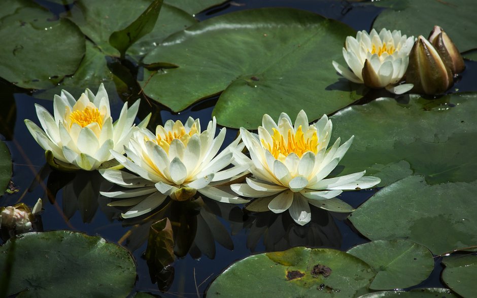 Кувшинка белая (Nymphaea Alba)