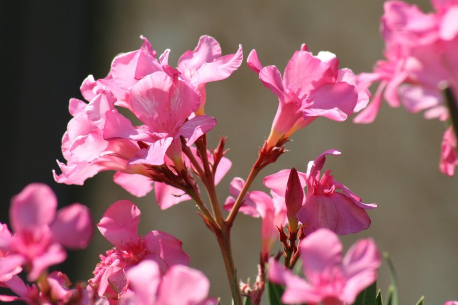 Красивые растения с розовыми цветами