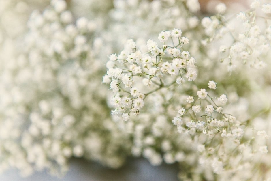 Гипсофила Baby's Breath