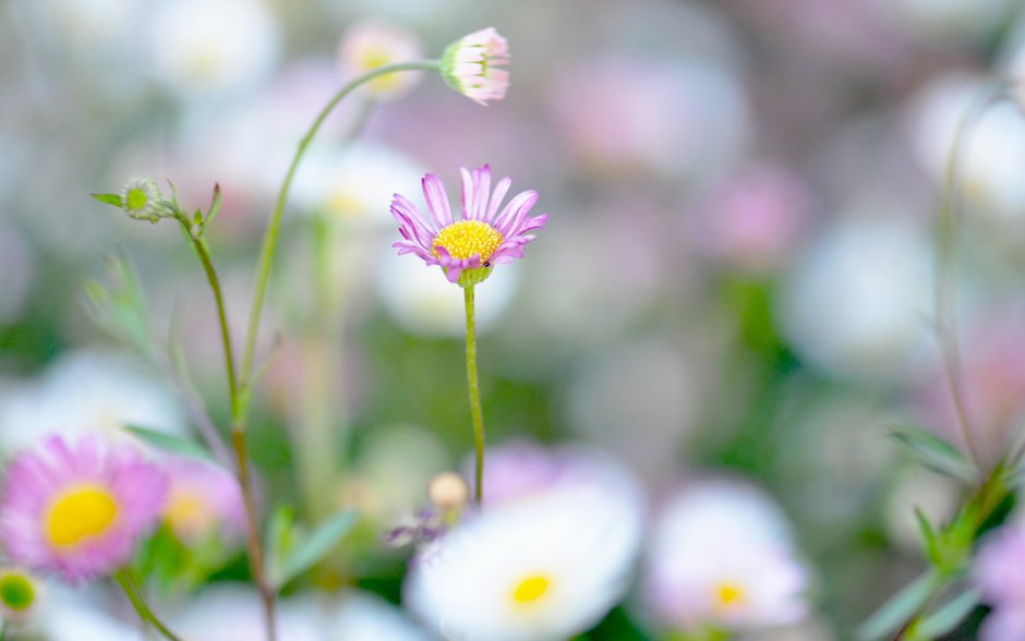 Астер цветок белый Луговой