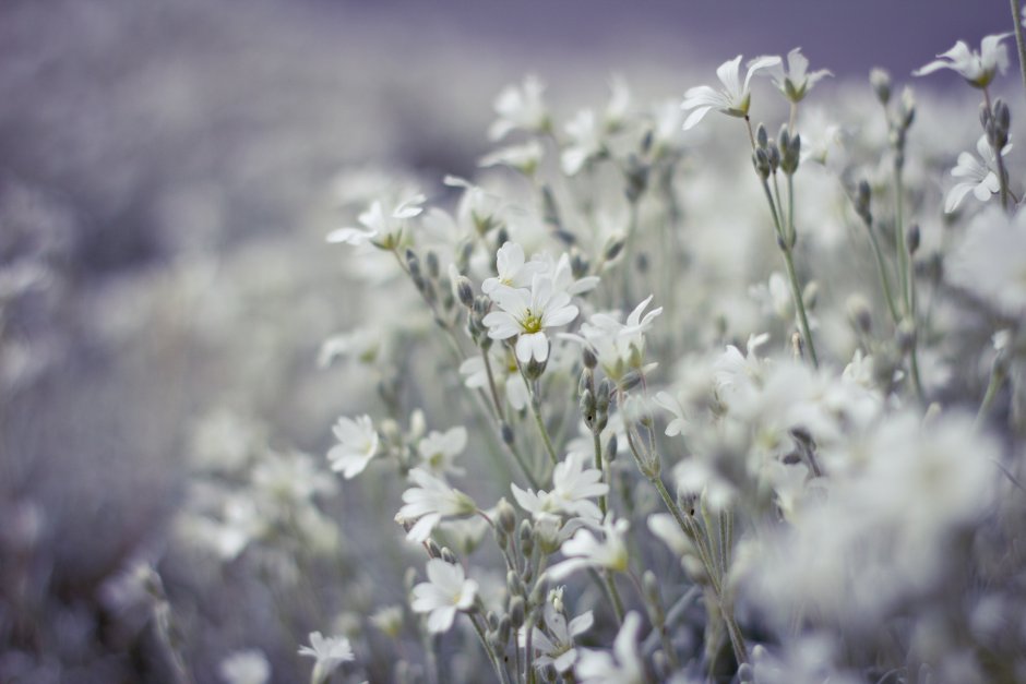 Белые полевые цветочки