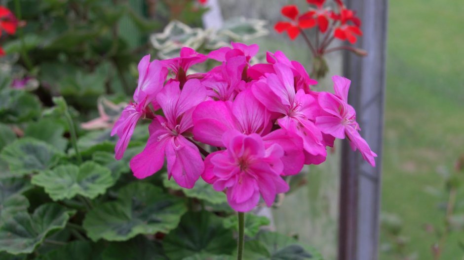 Flower of the Spring пеларгония
