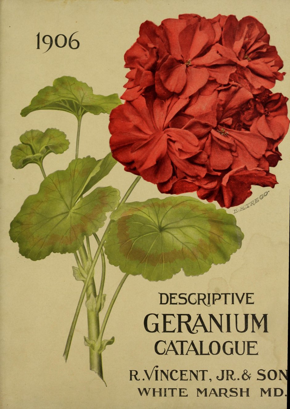 Книга Geranium