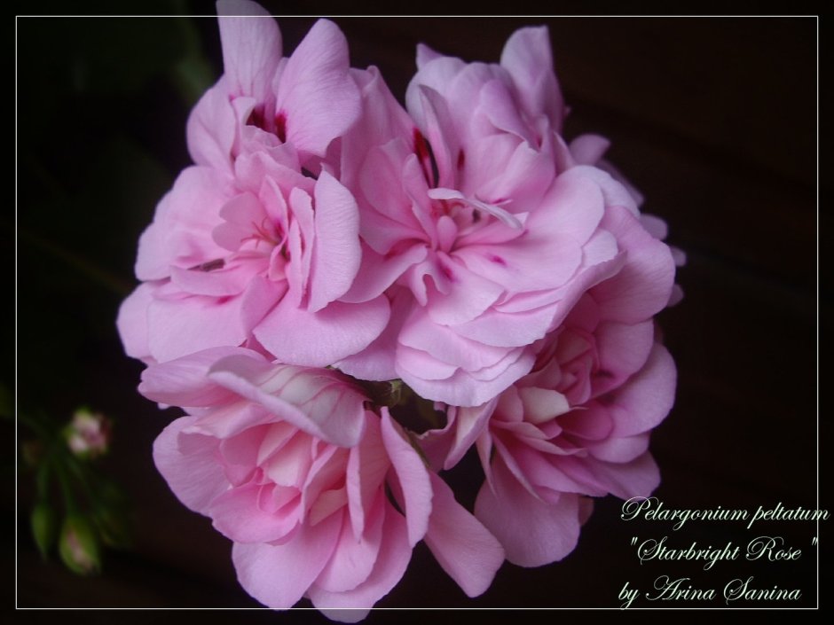 Пеларгония Starbright Rose